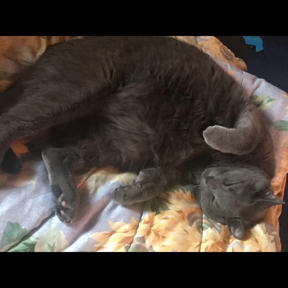 Jasper - Picture 3 of 3
